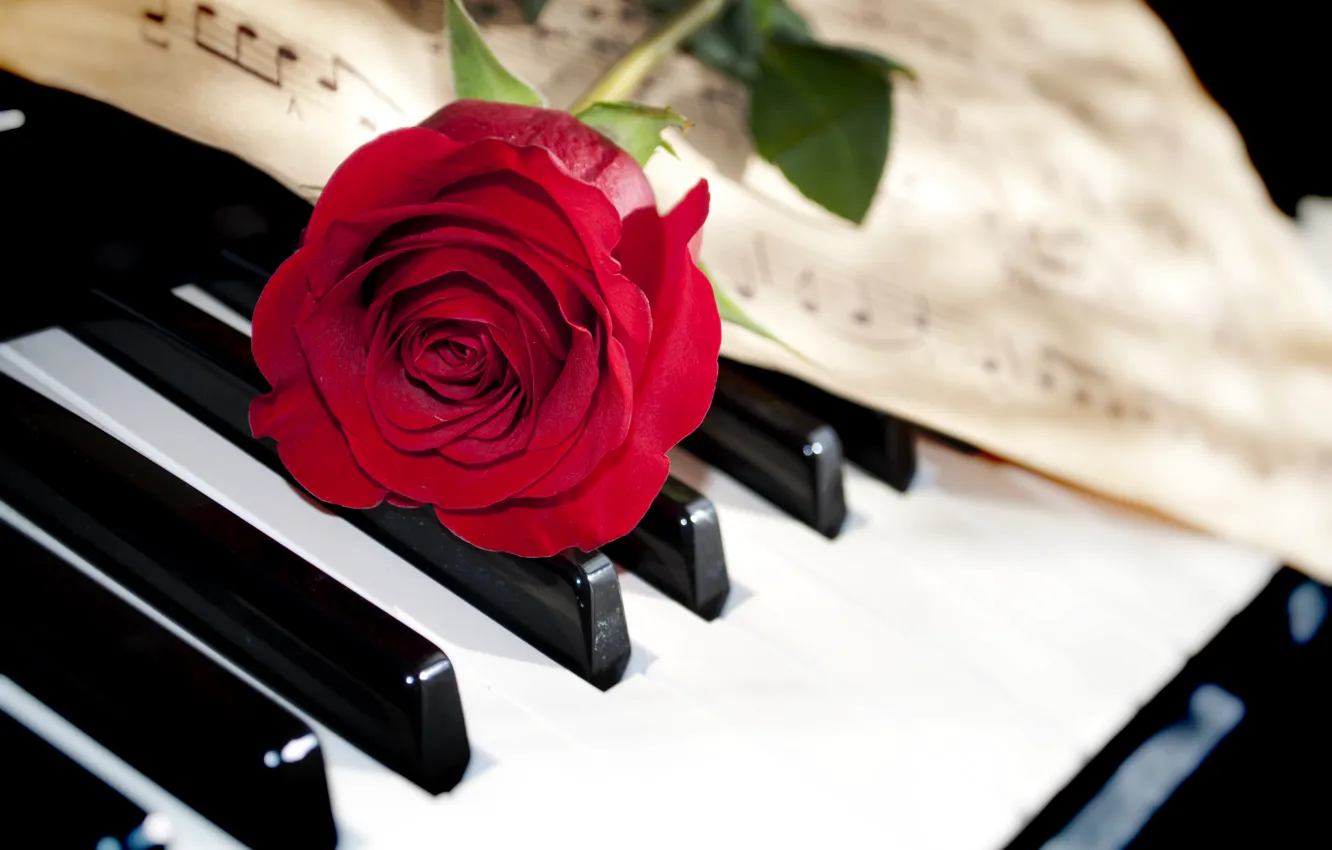 Фото обои цветок, макро, ноты, роза, клавиши, пианино, красная, крупным планом