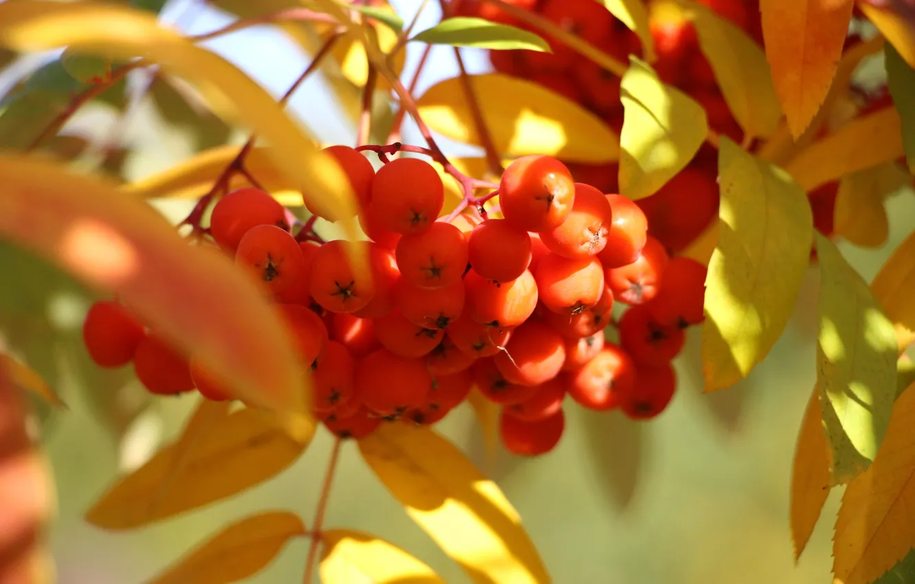 Фото обои осень, красный, ягоды, Рябина
