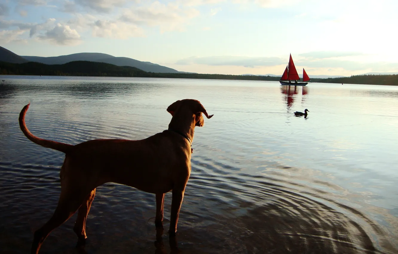 Фото обои море, берег, собака, утка