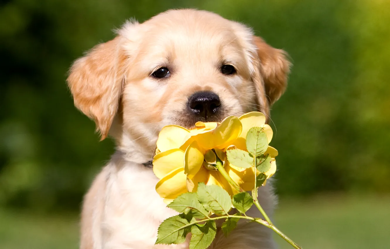 Фото обои цветок, роза, собака, щенок, окрас, желтая, бежевый