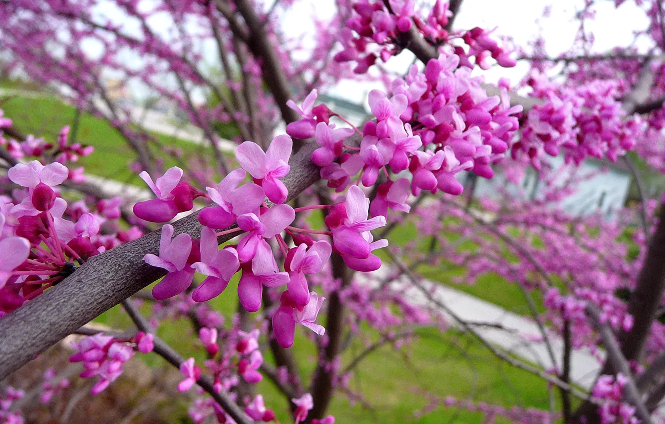 Фото обои Весна, Spring, Цветение, Flowering
