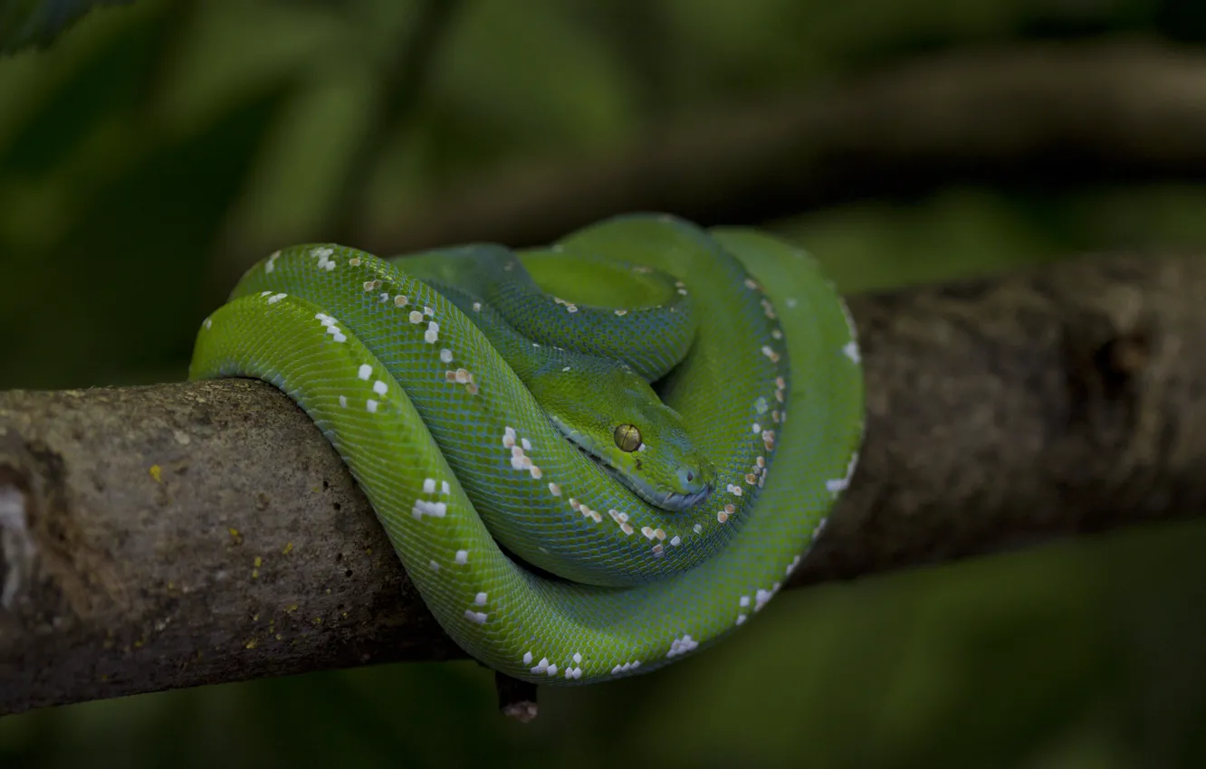 Фото обои змея, ветка, чешуя, питон, зелёная