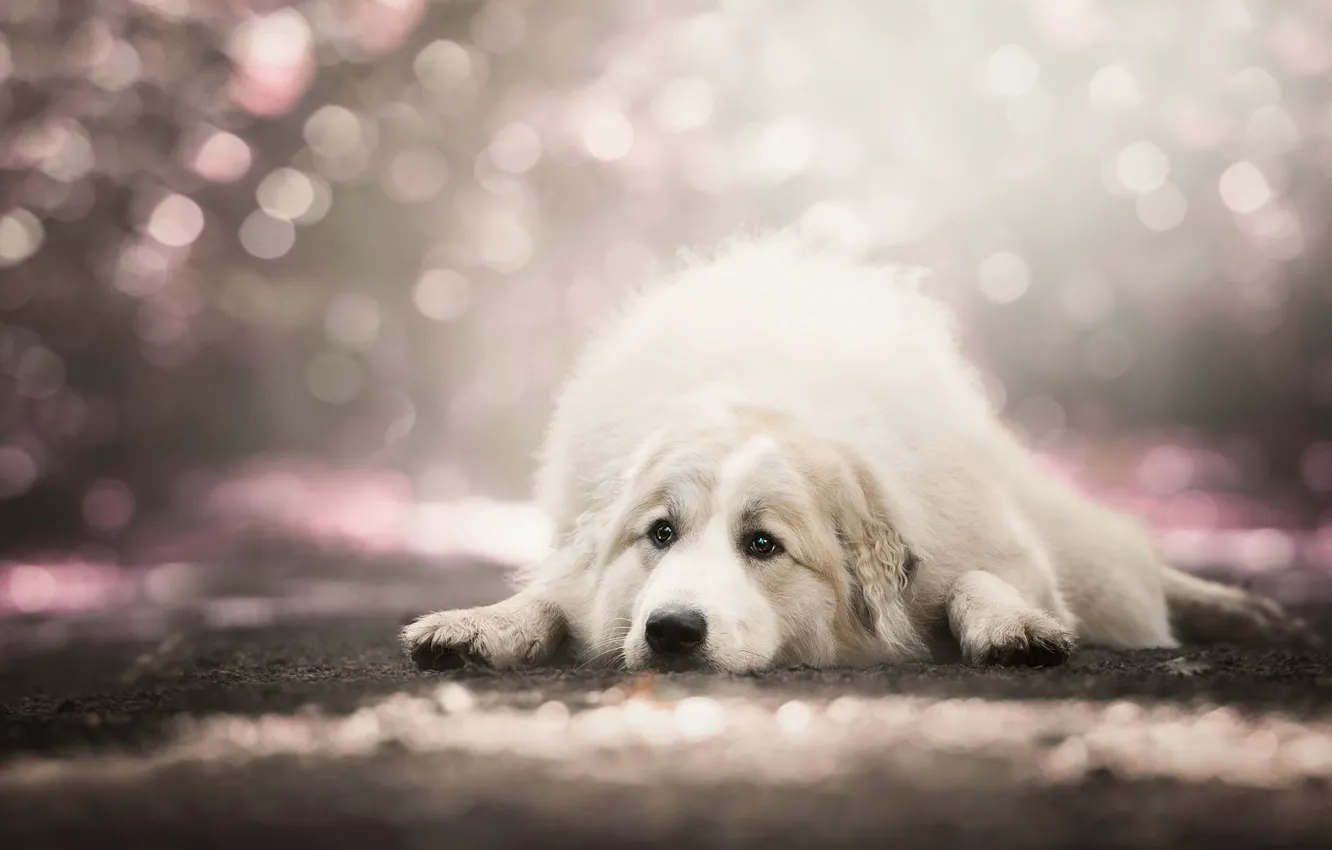 Фото обои грусть, взгляд, поза, фон, собака, лежит, белая, боке