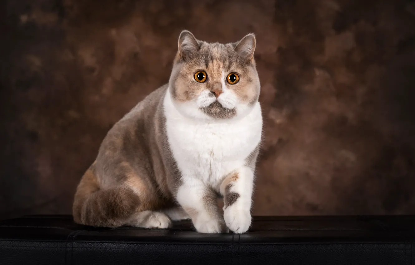 Фото обои кошка, кот, взгляд, поза, мордашка