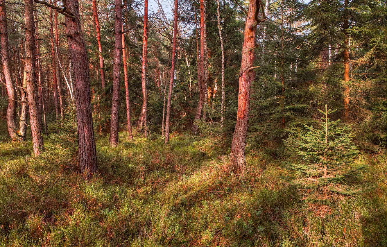 Фото обои лес, деревья, ель, сосна