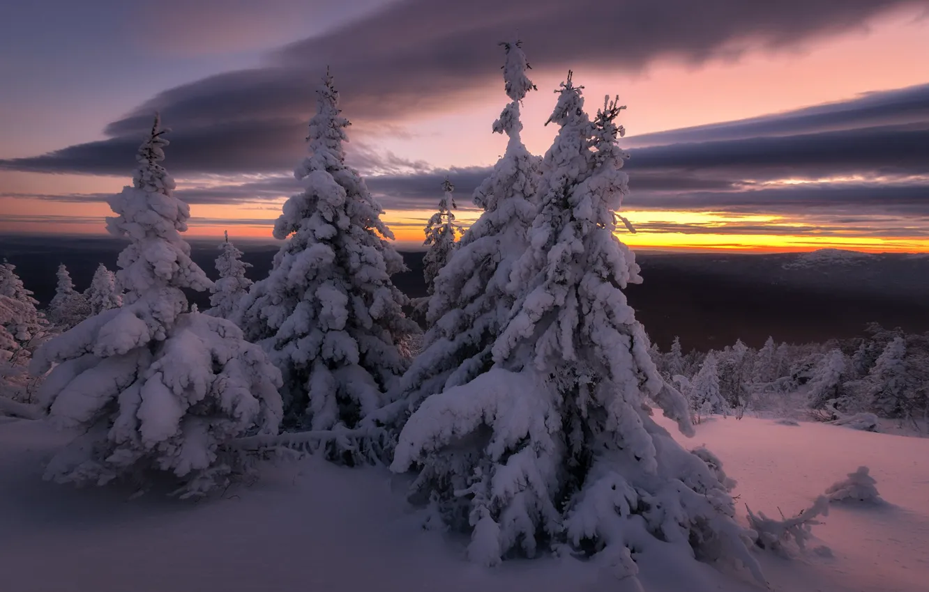 Фото обои зима, снег, деревья, природа, вечер, ели, Михаил Туркеев