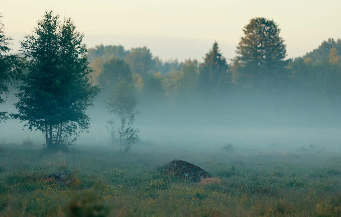 Фото обои лес, лето, деревья, природа, туман, Швеция, Sweden