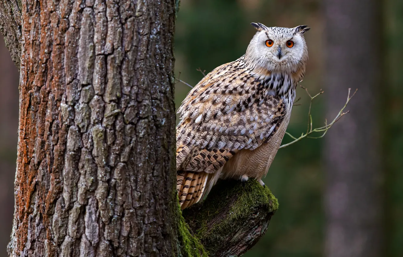 Фото обои дерево, сова, птица, перья, кора, bird, tree, филин