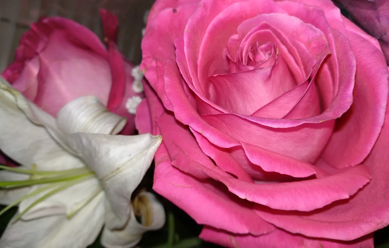Фото обои цветы, Роза, лепестки
