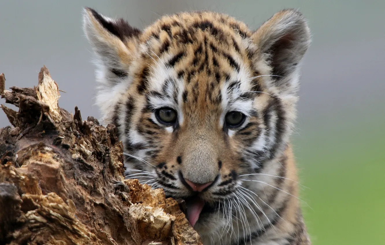Фото обои взгляд, тигр, мордочка, детёныш, котёнок, тигрёнок