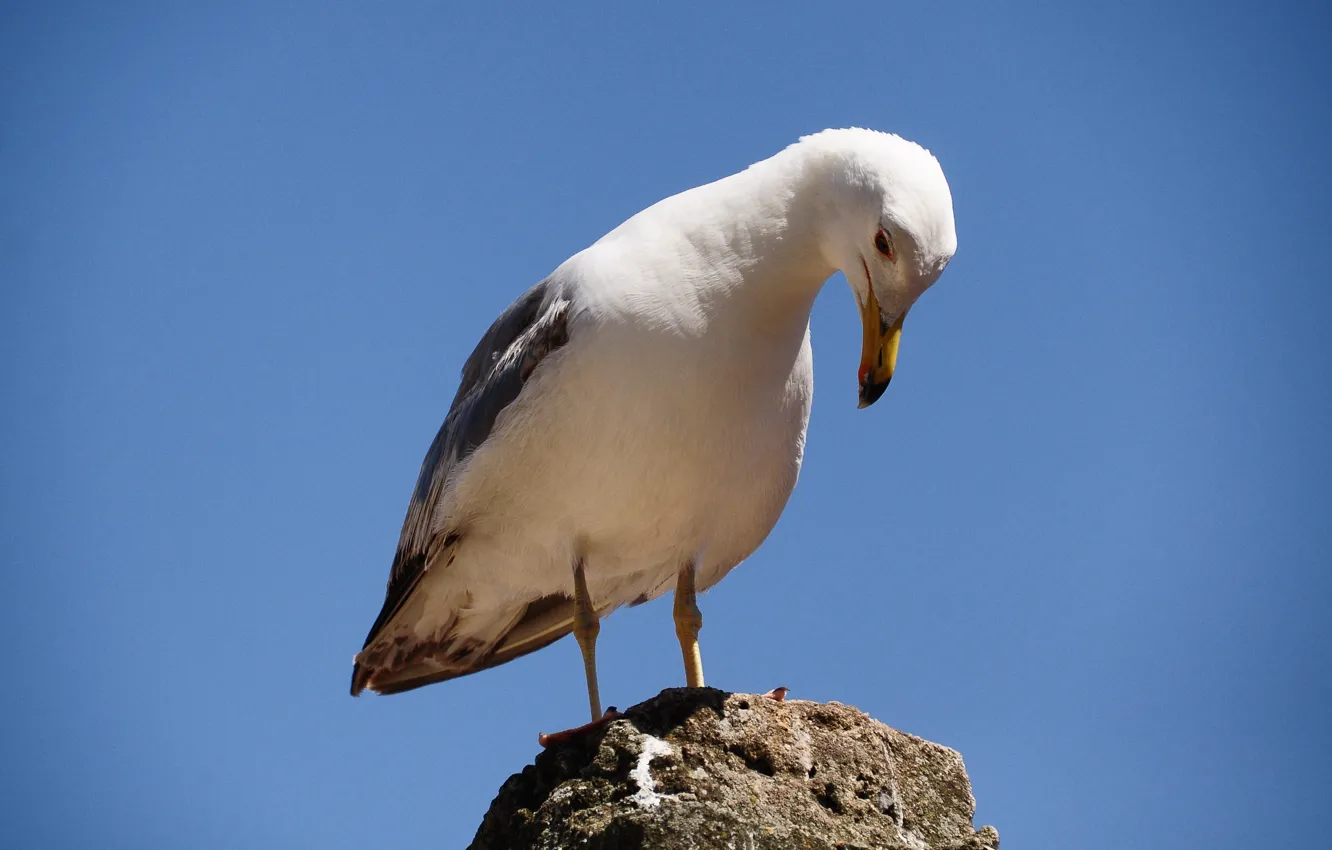 Фото обои Bladeheart