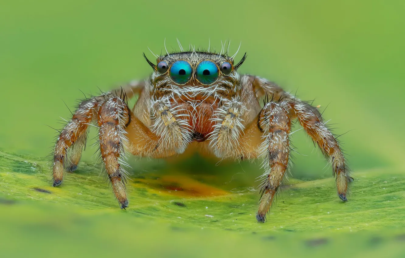 Фото обои глаза, макро, фон, листок, лапки, паук, прыгун, джампер