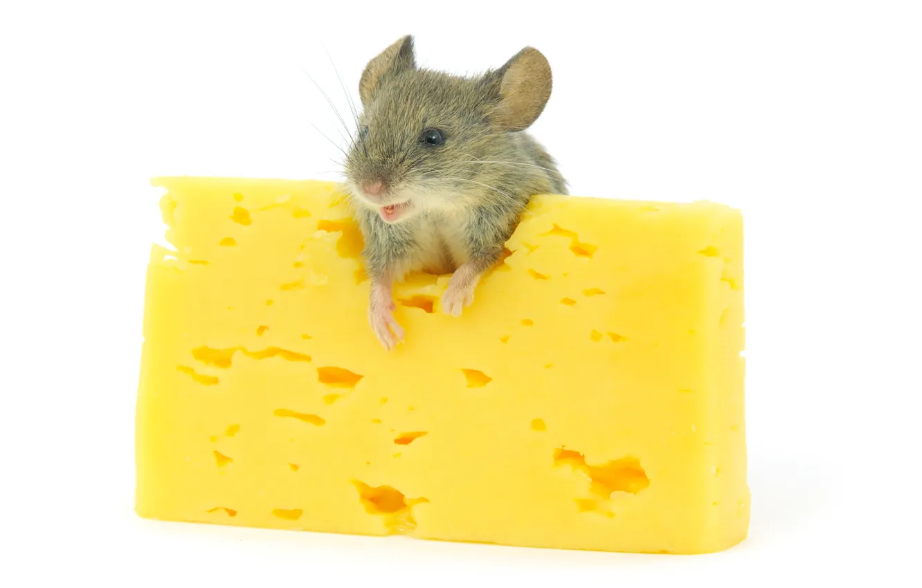 Фото обои мышь, сыр, cheese, mouse, грызуны
