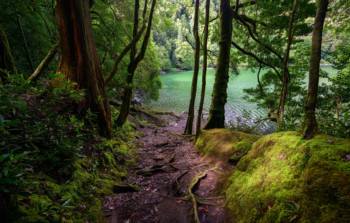 Фото обои лес, деревья, озеро, мох, Португалия, тропинка, кусты, Azores