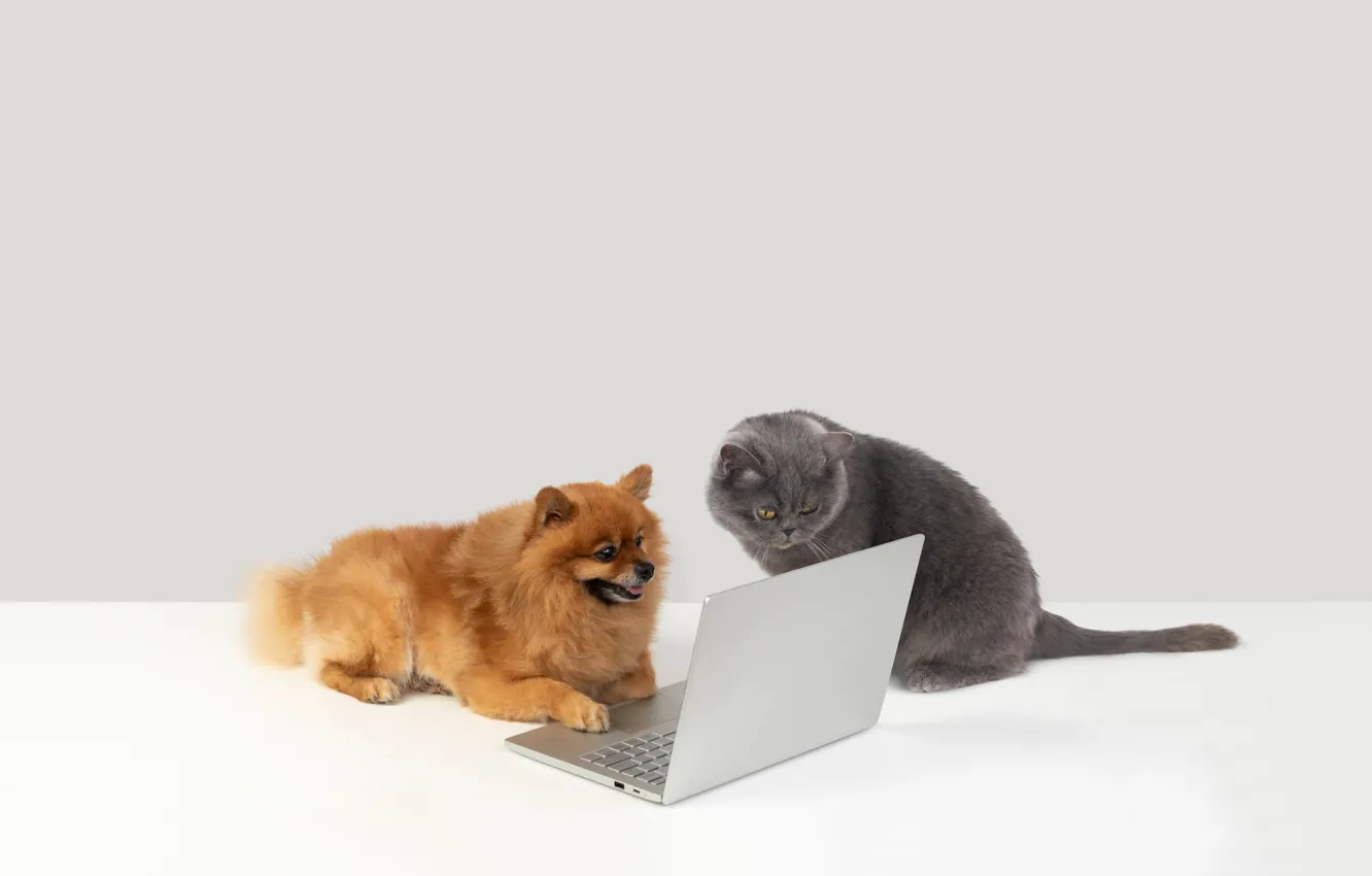 Фото обои кошка, собака, ноутбук, интернет троли