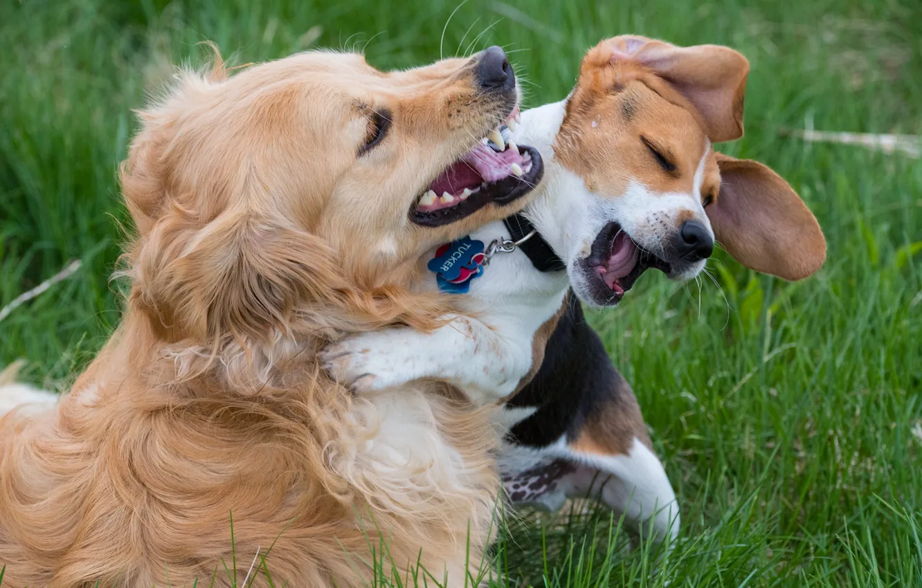 Фото обои собаки, радость, настроение, игра, друзья, бигль