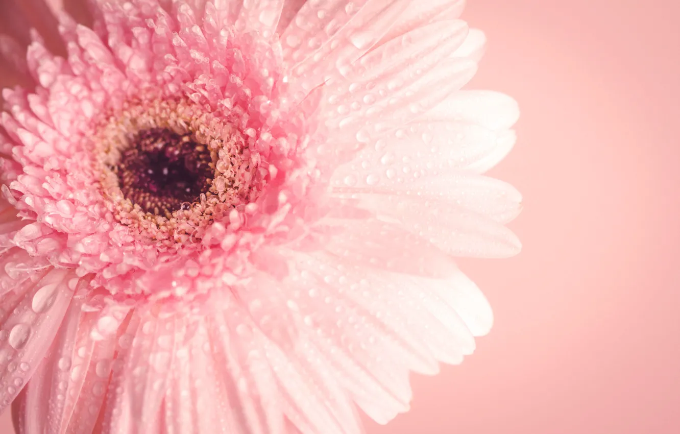 Фото обои цветок, макро, розовый, flower, pink, macro, гербера, gerbera