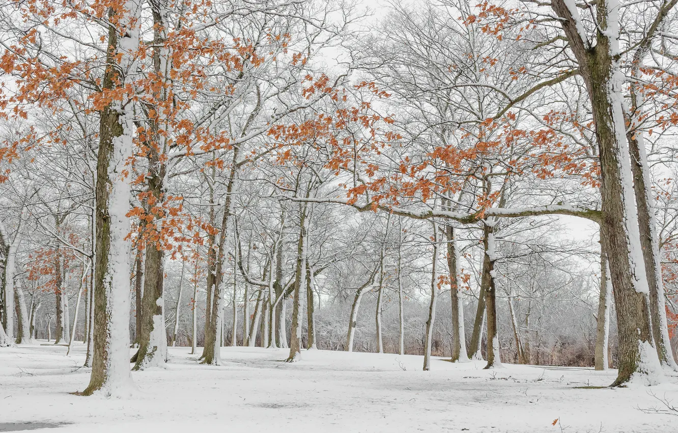 Фото обои зима, лес, листья, снег, деревья, ветки, парк, стволы