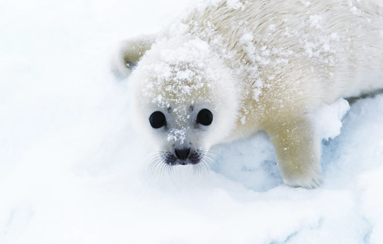 Фото обои снег, тюлень, смотрит, беляк