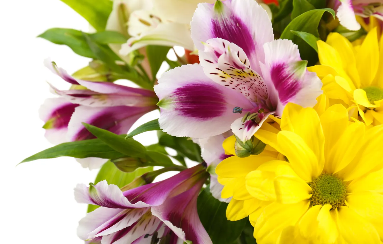 Фото обои цветы, белый фон, белые хризантемы, Альстромерия