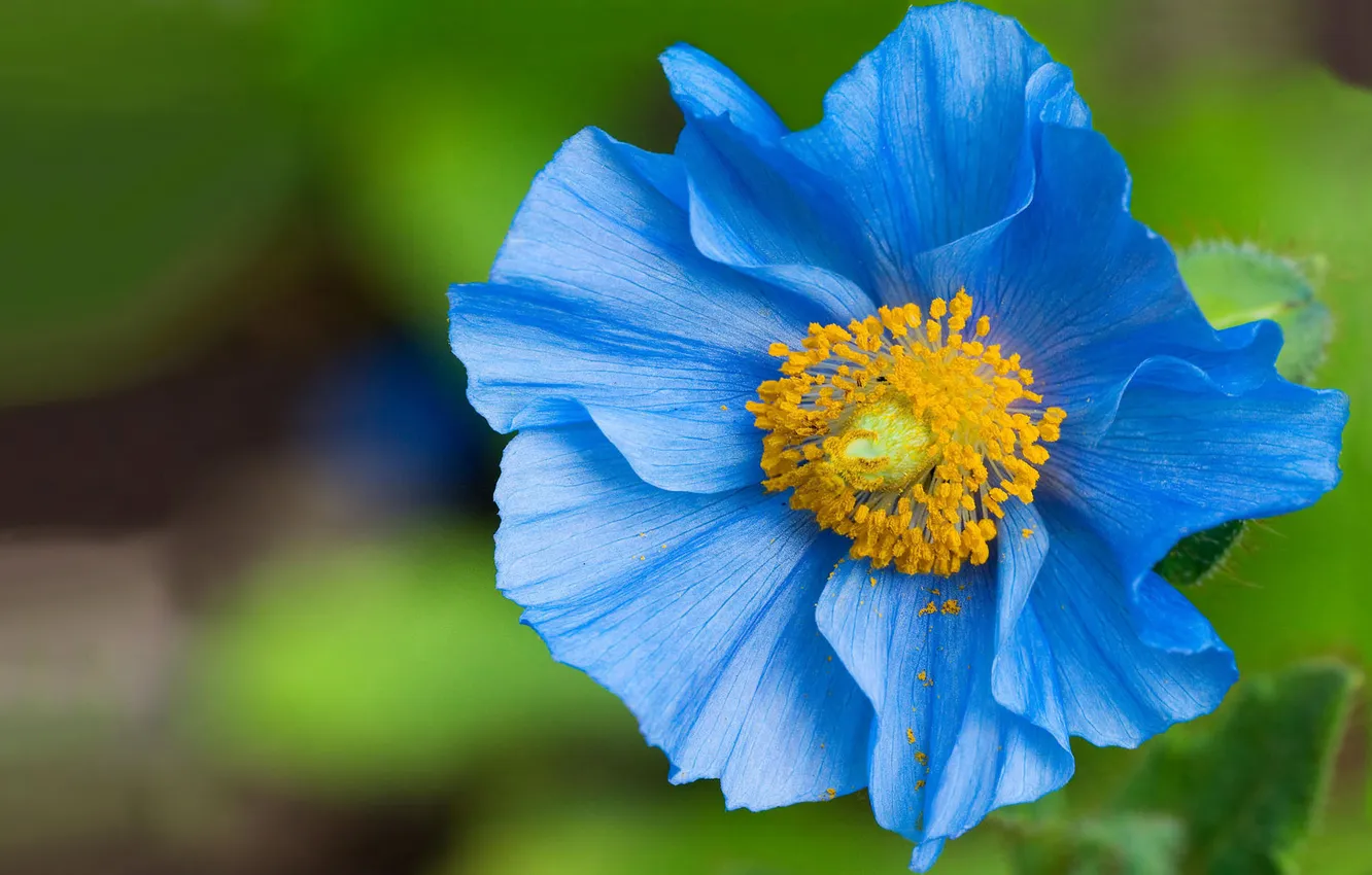 Фото обои цветок, макро, синий, пыльца