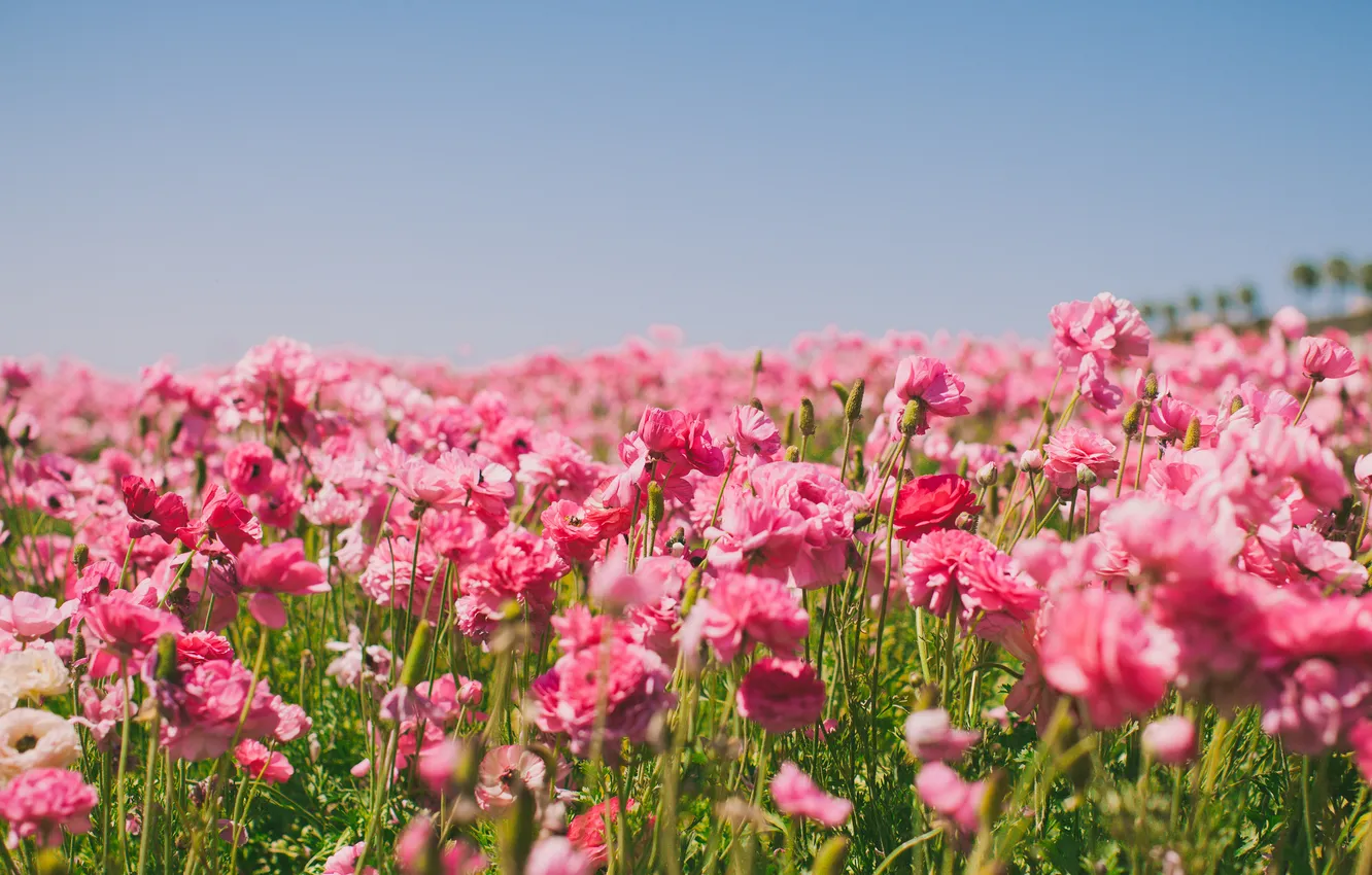 Фото обои поле, цветы, лепестки, розовые
