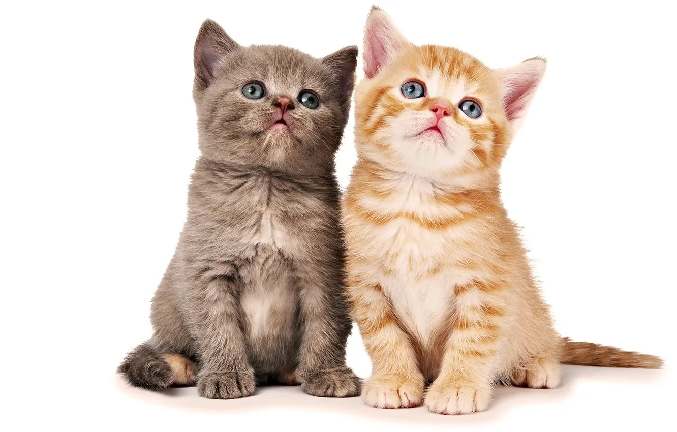 Фото обои котята, малыши, два