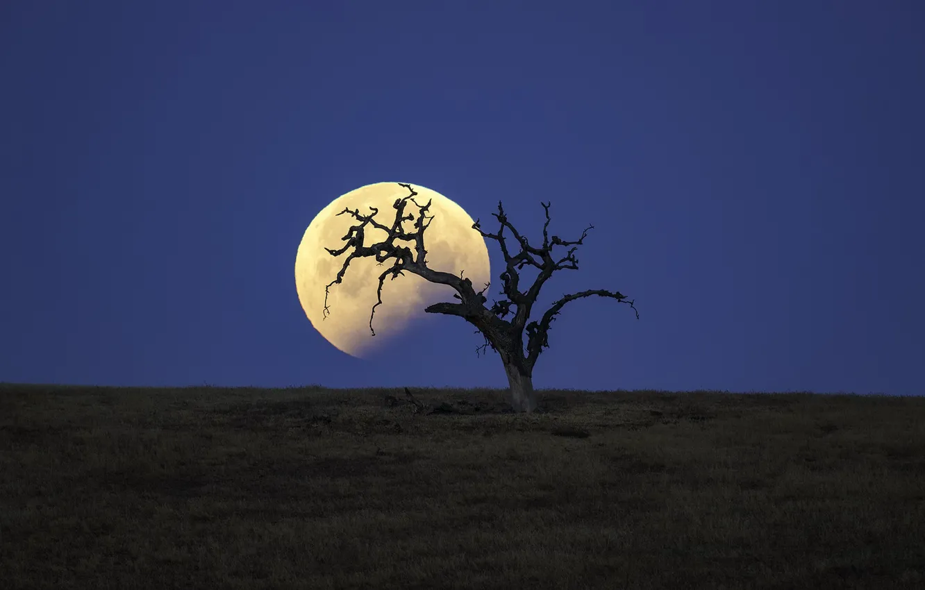 Фото обои ночь, дерево, луна
