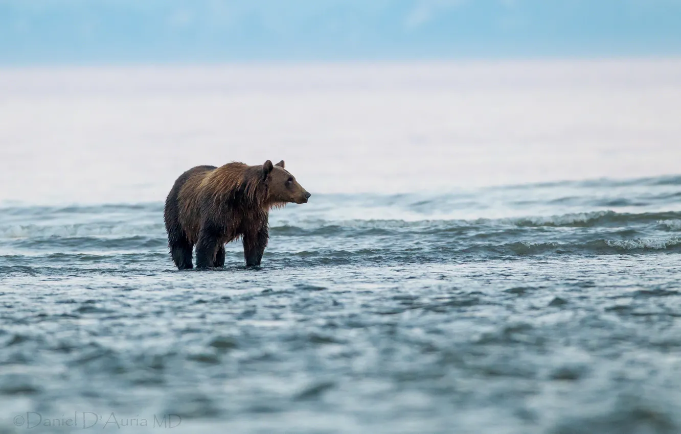 Фото обои вода, озеро, медведь