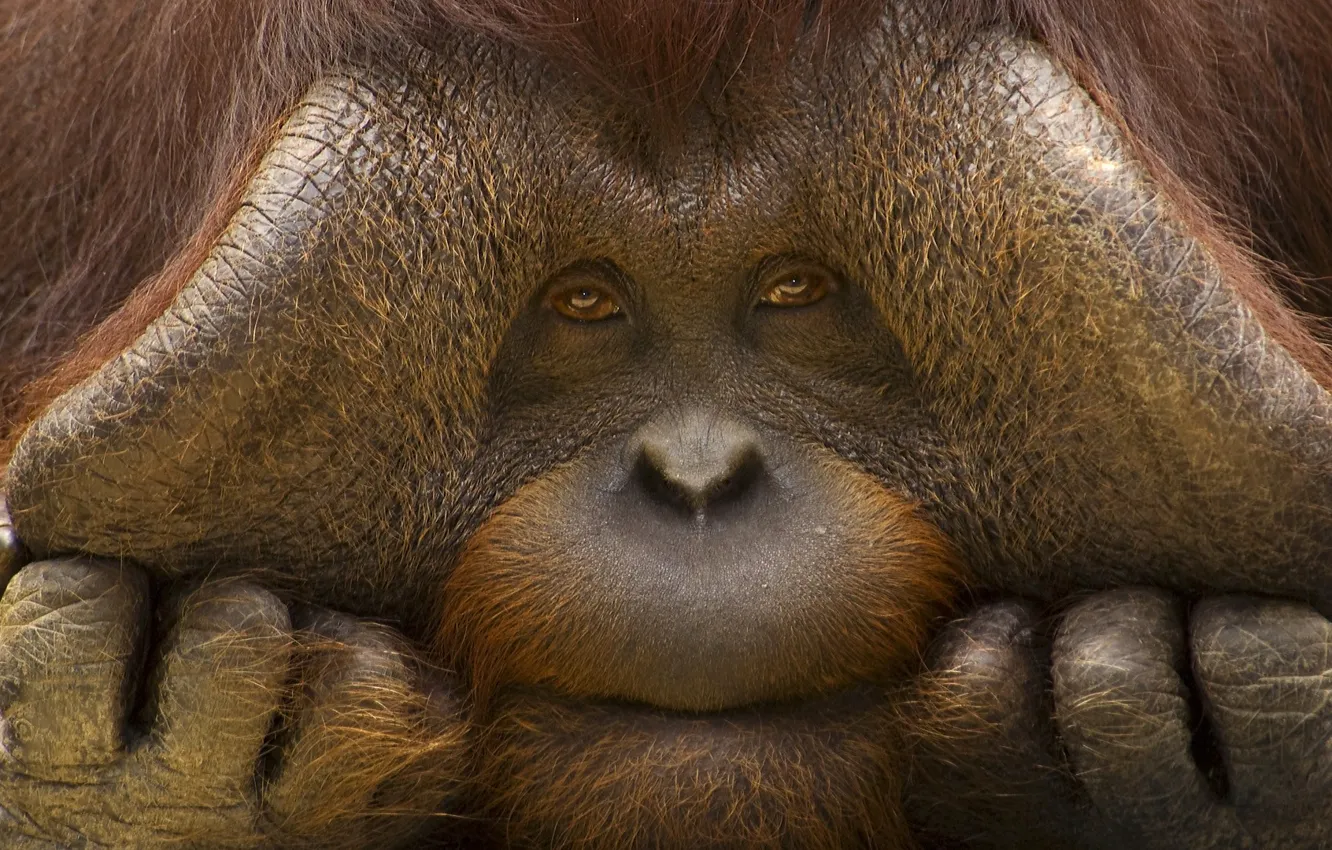 Фото обои взгляд, лицо, обезьяна, орангутан