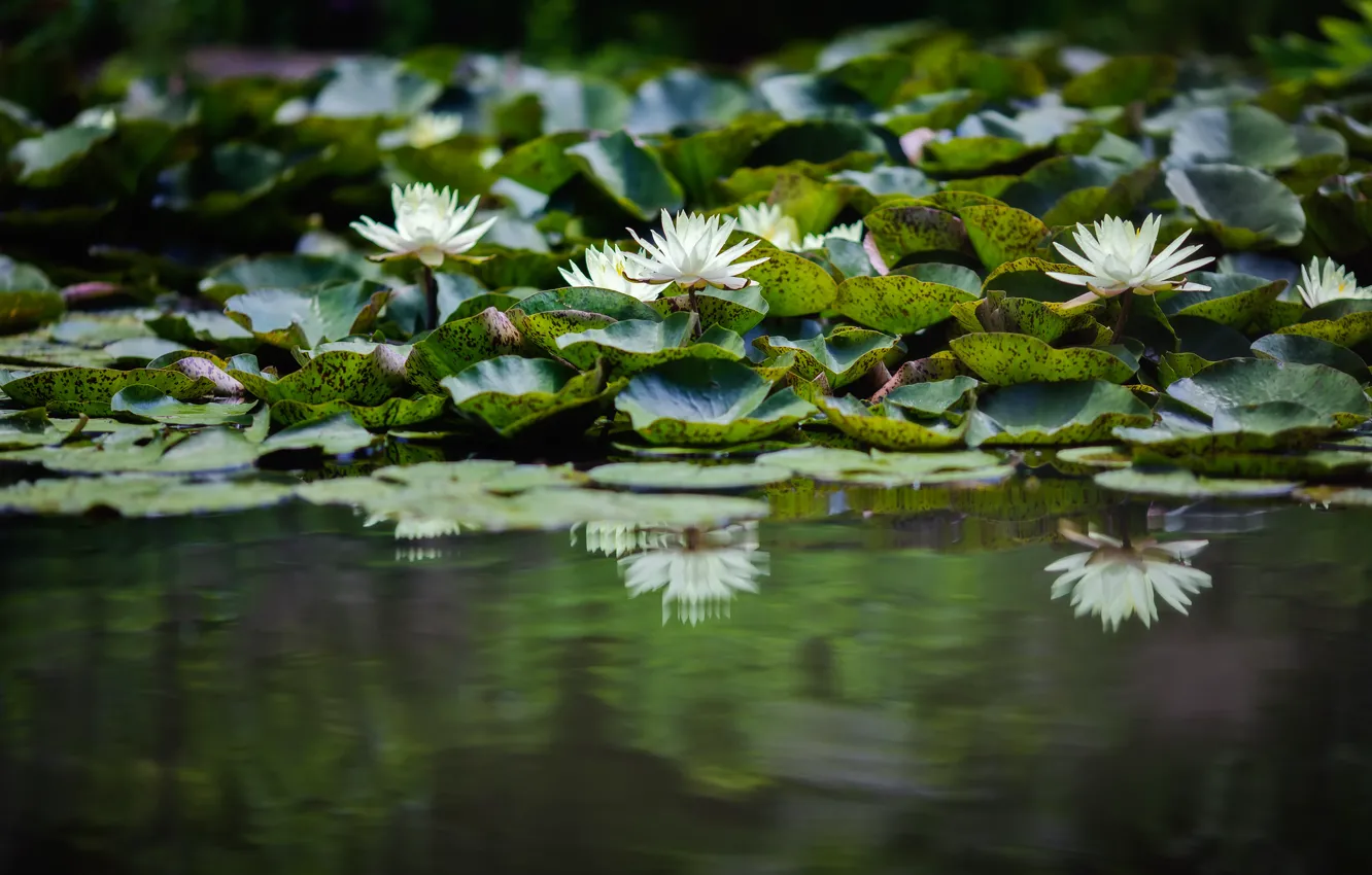 Фото обои цветок, вода, озеро, лепестки, кувшинка, водяная лилия