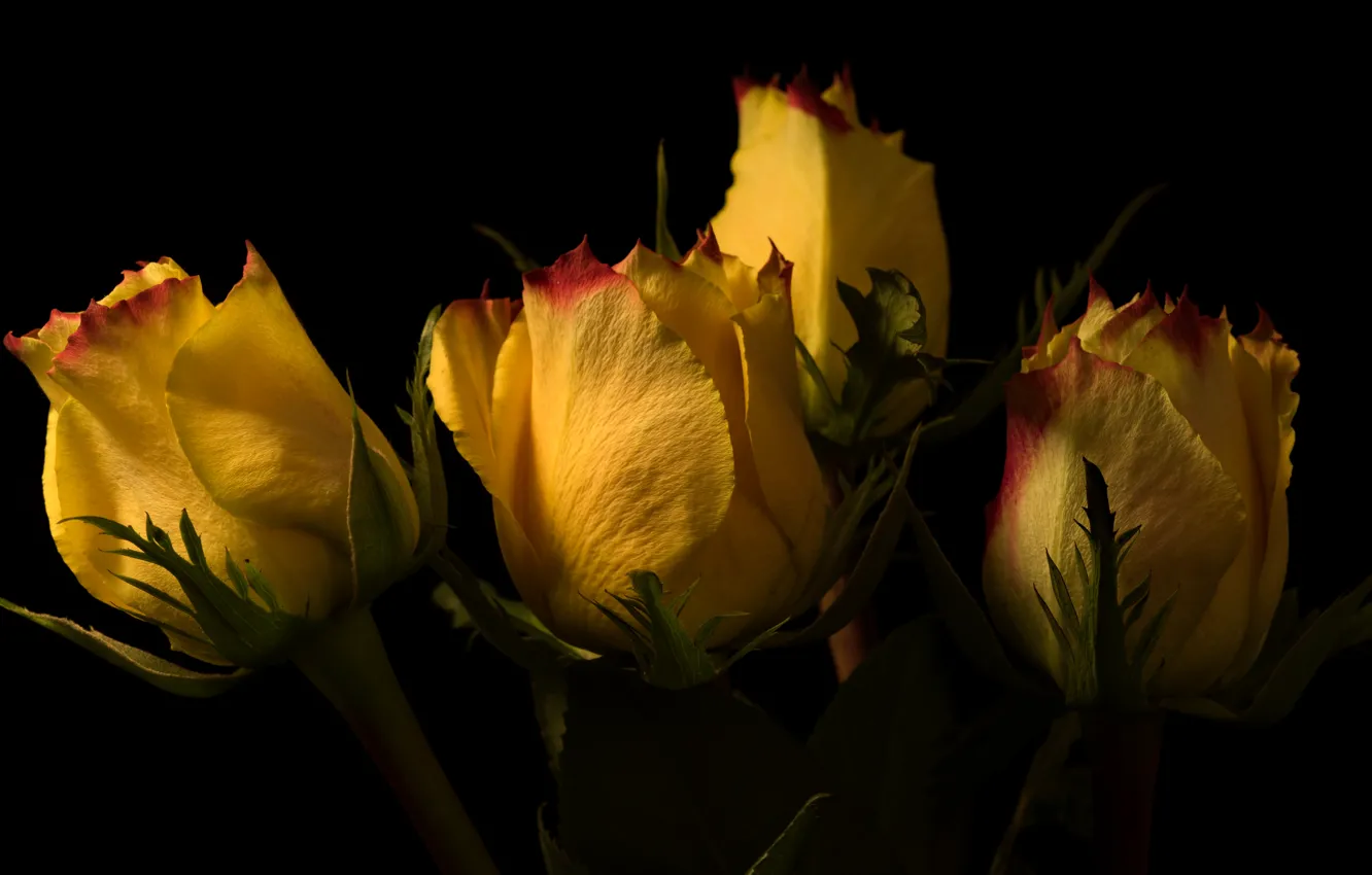 Фото обои желтый, розы, бутоны
