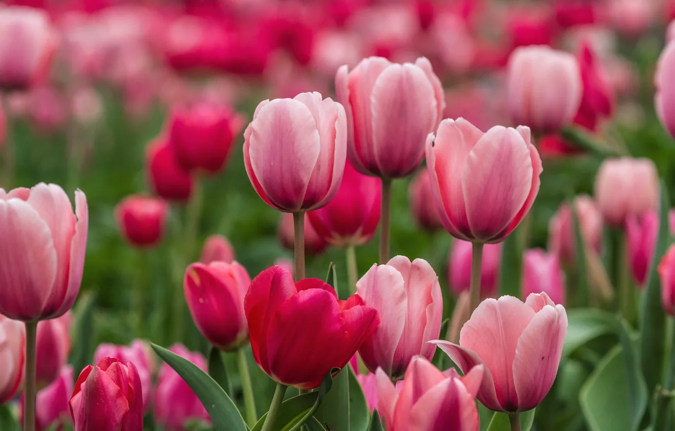 Фото обои розовый, тюльпаны, бутоны