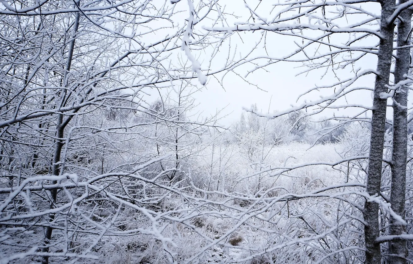 Фото обои forest, park, winter, snow, tree, cold, twig