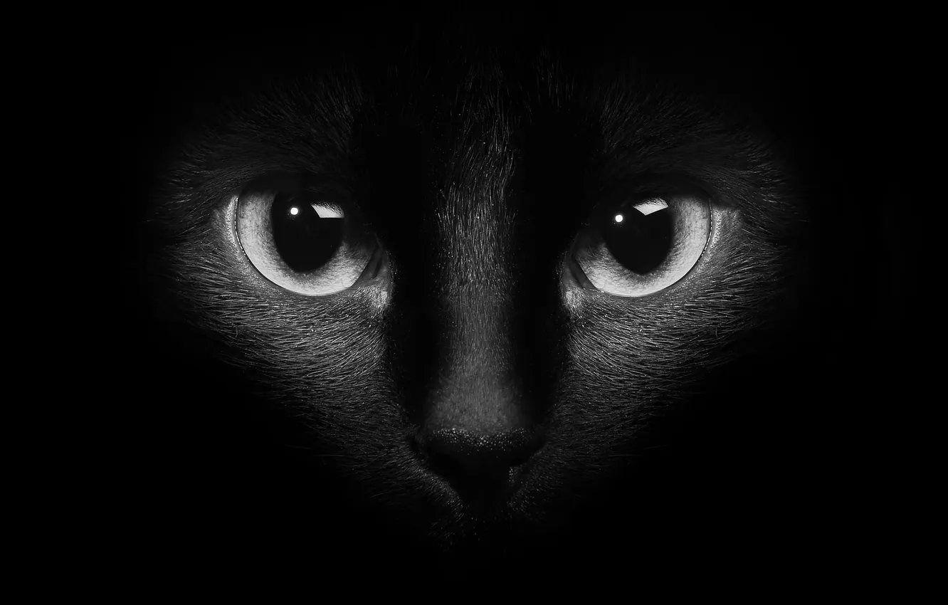 Фото обои кошка, глаза, кот, котэ, тёмный фон