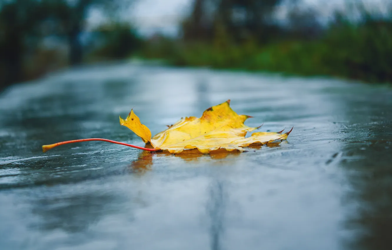 Фото обои осень, макро, листик, blur