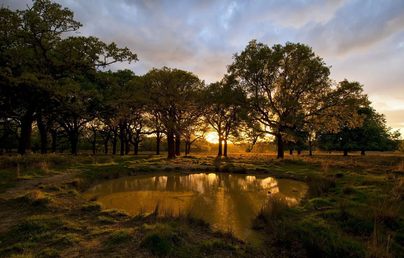 Фото обои деревья, пейзаж, закат, пруд