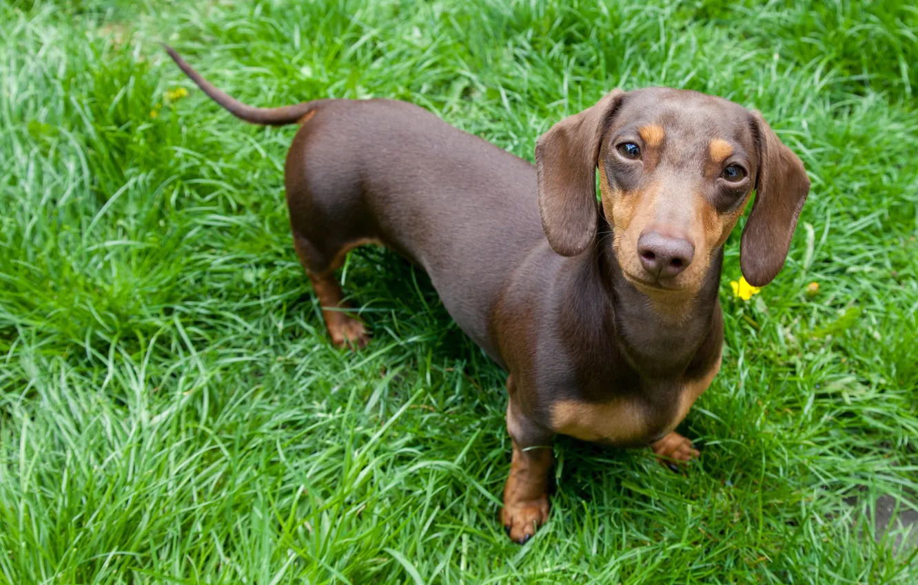 Фото обои dog, ears, doggy, domestic, dachshund dog, dachshund puppy