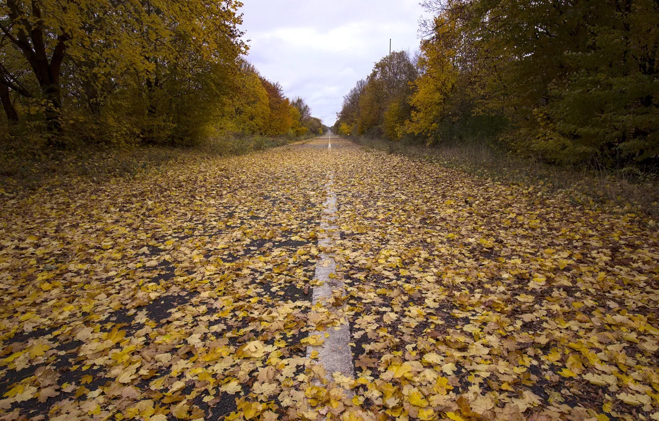 Фото обои дорога, осень, листья