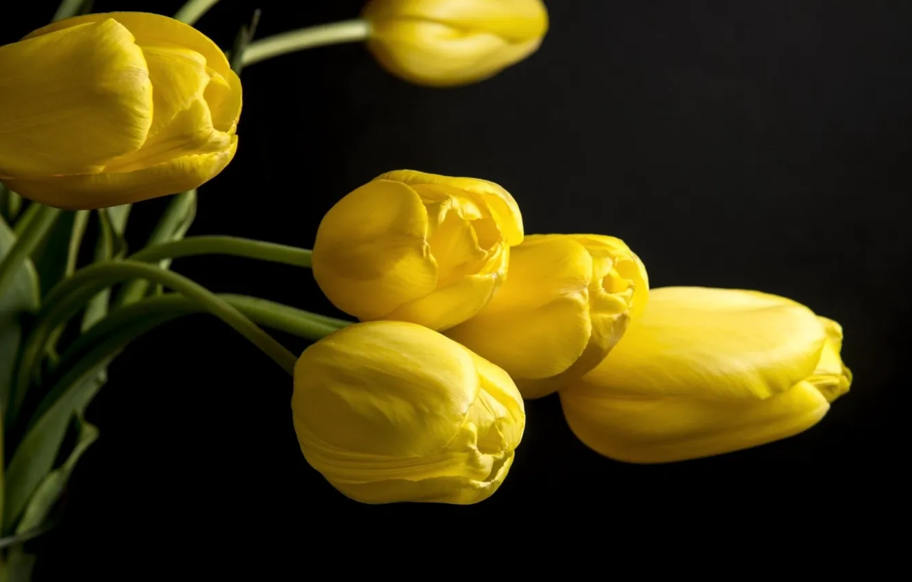 Фото обои flower, yellow, nice