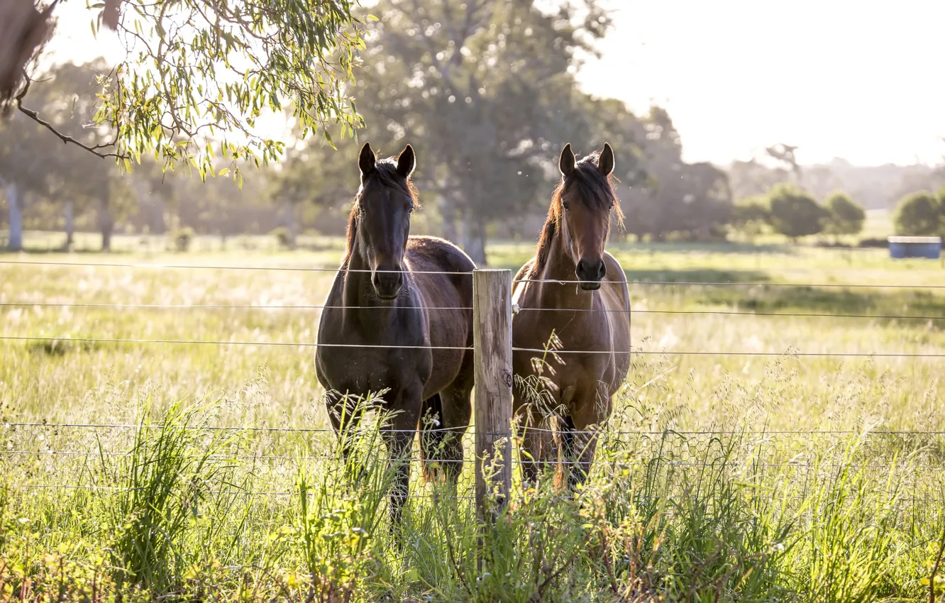 Фото обои лето, забор, кони
