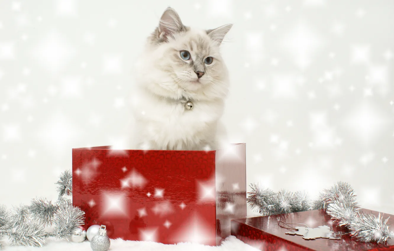 Фото обои кошка, коробка, новый год, мишура