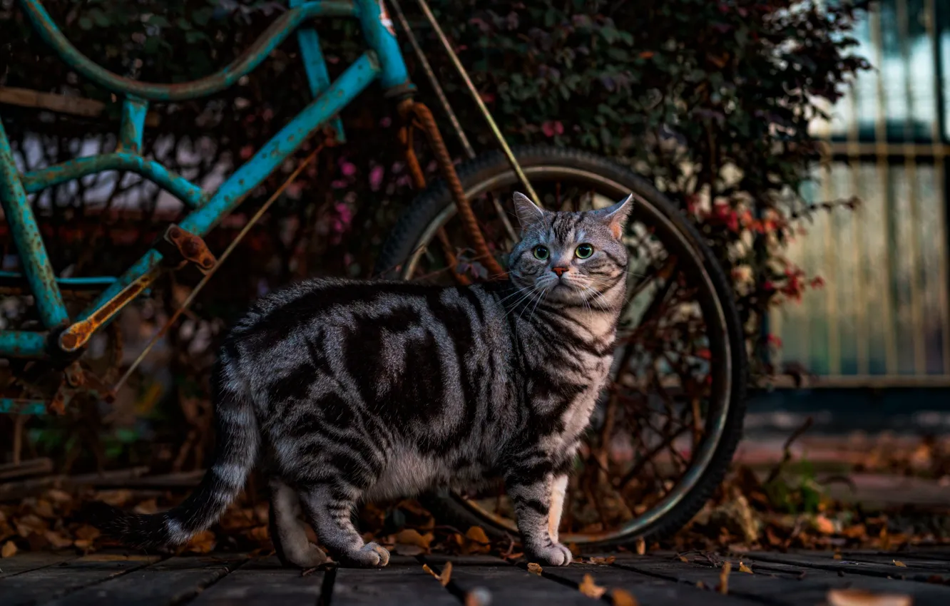 Фото обои кошка, велосипед, темный фон