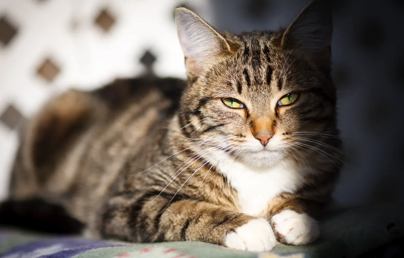 Фото обои кошка, кот, взгляд, морда, свет, портрет, тень, лежит