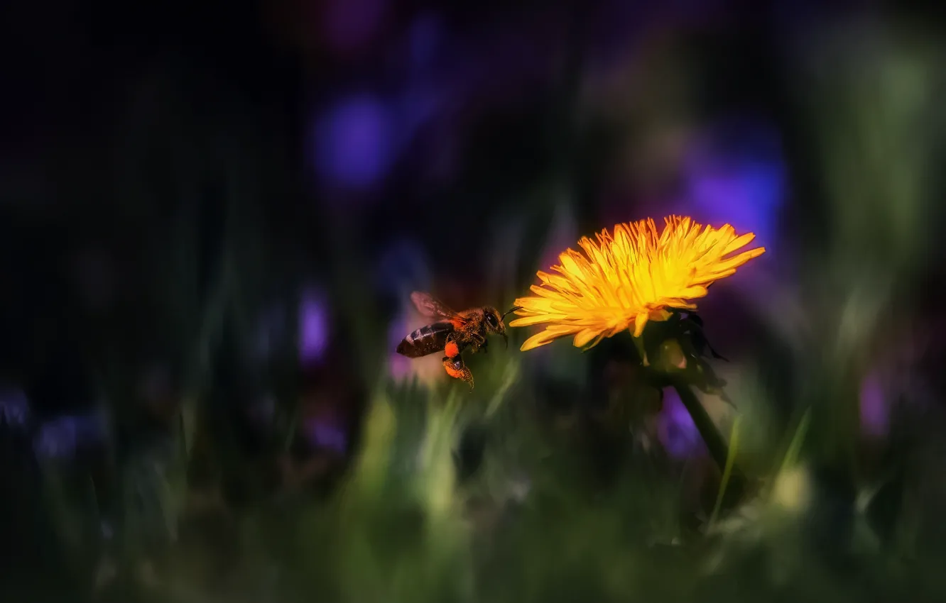 Фото обои цветок, макро, пчела, одуванчик, кульбаба, тarxacum, kulьbava květka
