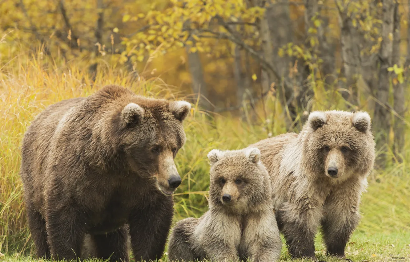 Фото обои семья, медведи, гризли