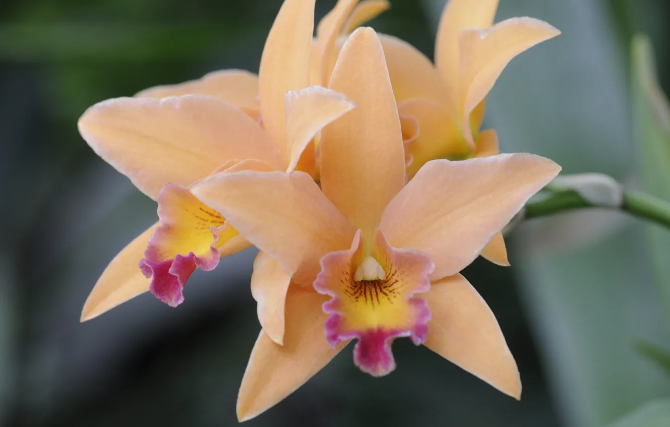 Фото обои макро, природа, лепестки, орхидея