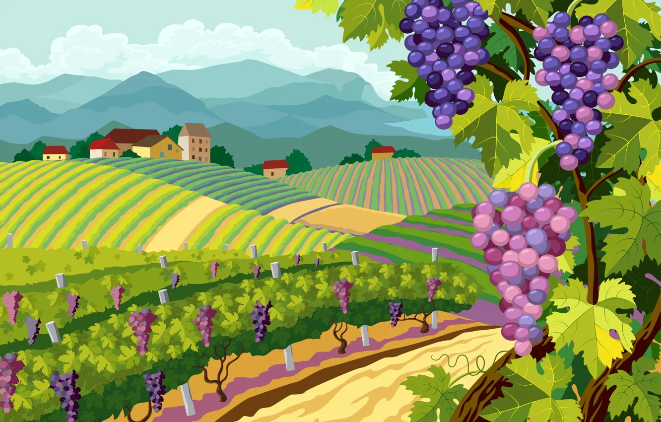 Фото обои природа, ландшафт, виноград, гроздь, виноградник, landscapes, Vector, grapes