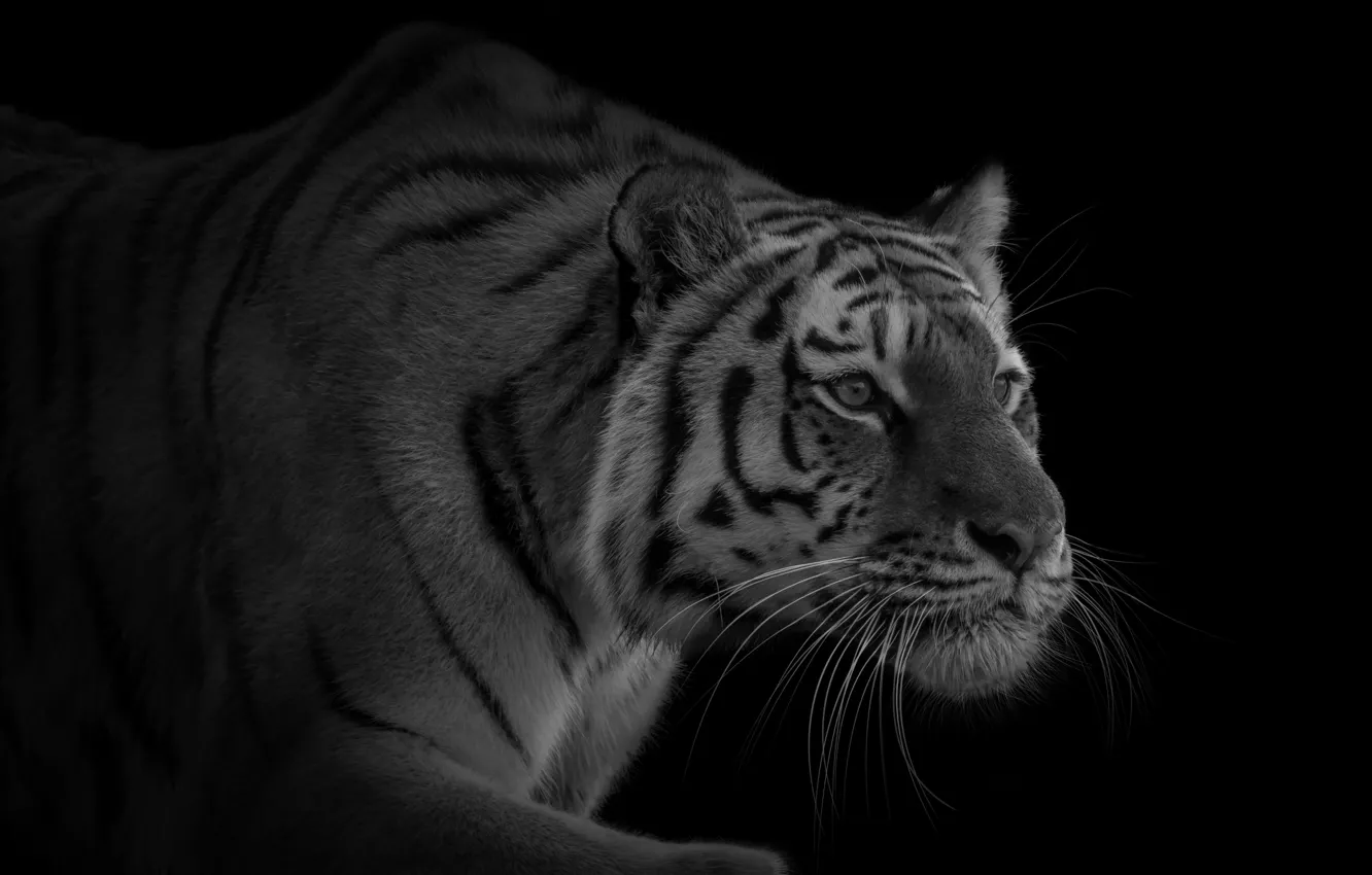 Фото обои тигр, хищник, крадется, красавец