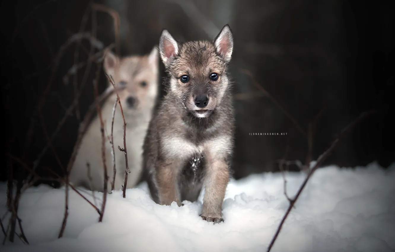 Фото обои зима, собаки, природа, щенки